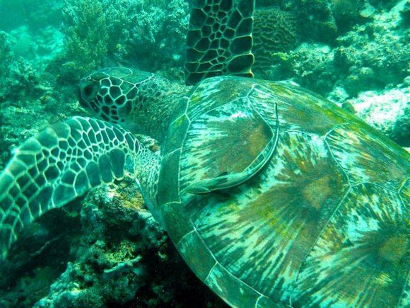 Philippinen: Schnorchelausflug nach Apo Island