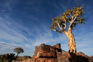 Eine Aloe dichotoma im Etosho Nationalpark